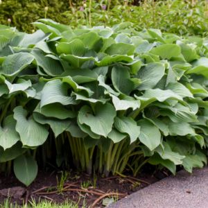 Hosta